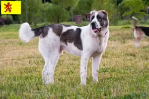 Lees meer over het artikel Centraal-Aziatische Herdershond fokker en pups in Zuid-Holland