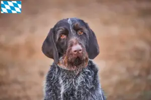 Lees meer over het artikel Český fousek fokkers en pups in Beieren