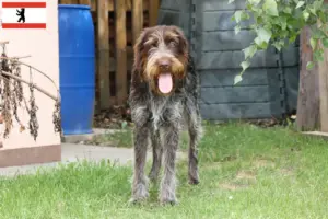 Lees meer over het artikel Český fousek fokkers en puppies in Berlijn
