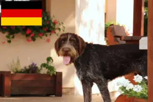 Lees meer over het artikel Český fousek fokkers en puppies in Duitsland