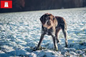 Lees meer over het artikel Český fousek fokkers en pups in Hamburg