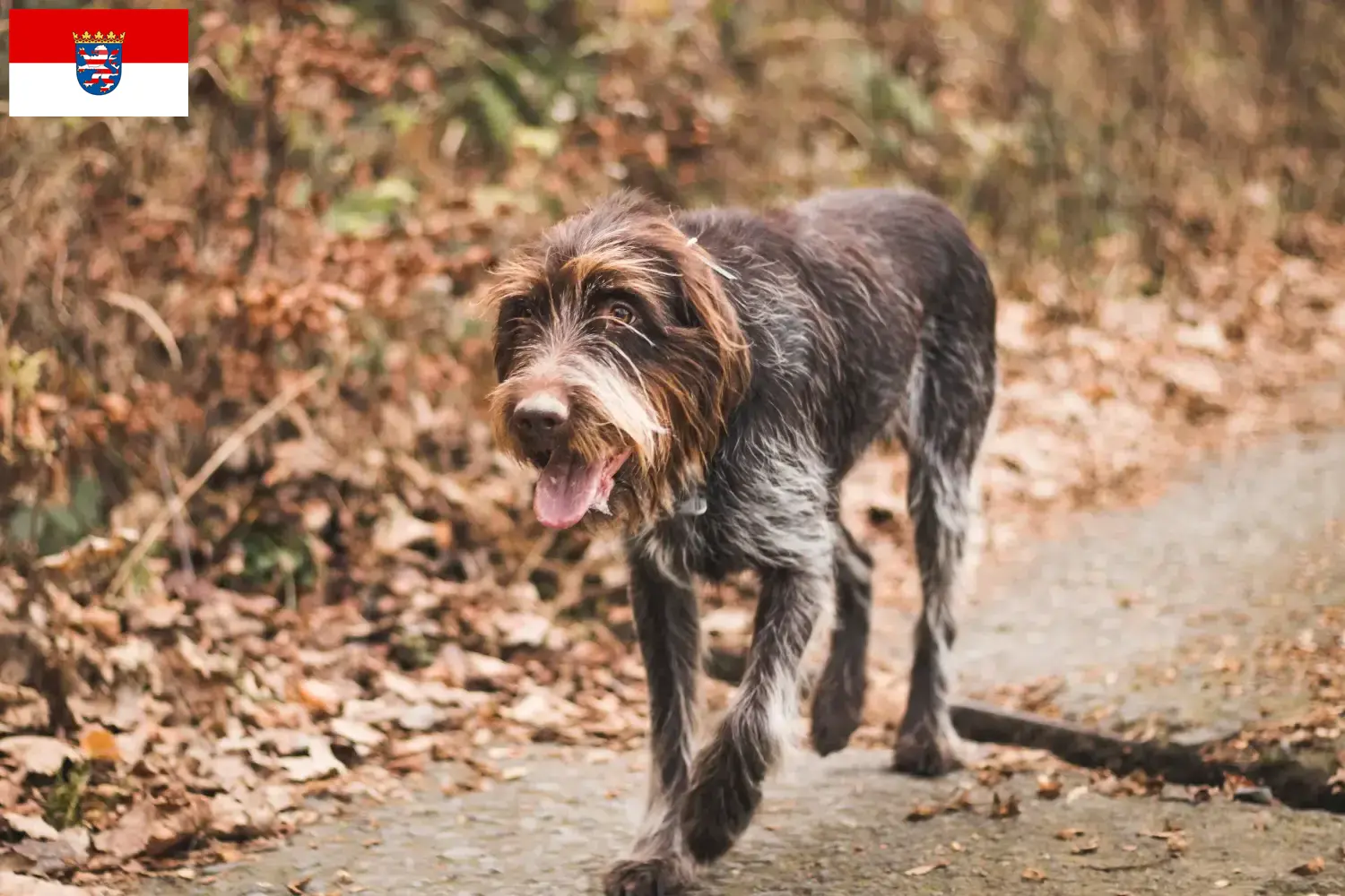 Český fousek puppy's en fokkers Hesse Hier vind je fokkers van Český fouseks in Hessen.