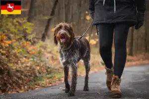 Lees meer over het artikel Český fousek fokkers en pups in Nedersaksen