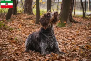 Lees meer over het artikel Český fousek fokkers en pups in Noordrijn-Westfalen
