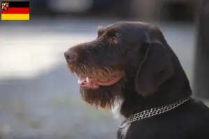 Lees meer over het artikel Český fousek fokkers en pups in Rijnland-Palts