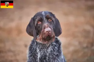 Lees meer over het artikel Český fousek fokkers en pups in Saarland