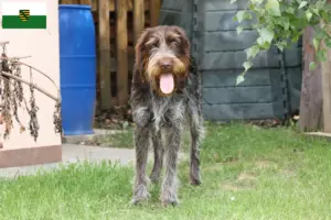 Lees meer over het artikel Český fousek fokkers en pups in Saksen
