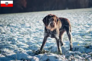 Lees meer over het artikel Český fousek fokkers en pups in Thüringen