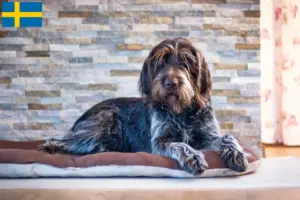 Lees meer over het artikel Český fousek fokkers en pups in Zweden
