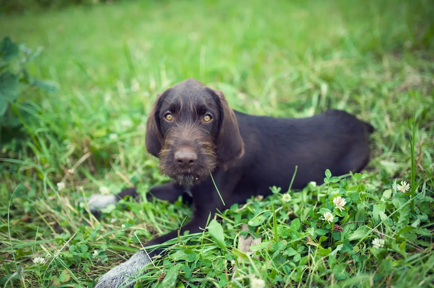 Een Český fousek puppy kopen betekent verantwoordelijkheid nemen! Český fousek puppy kopen.