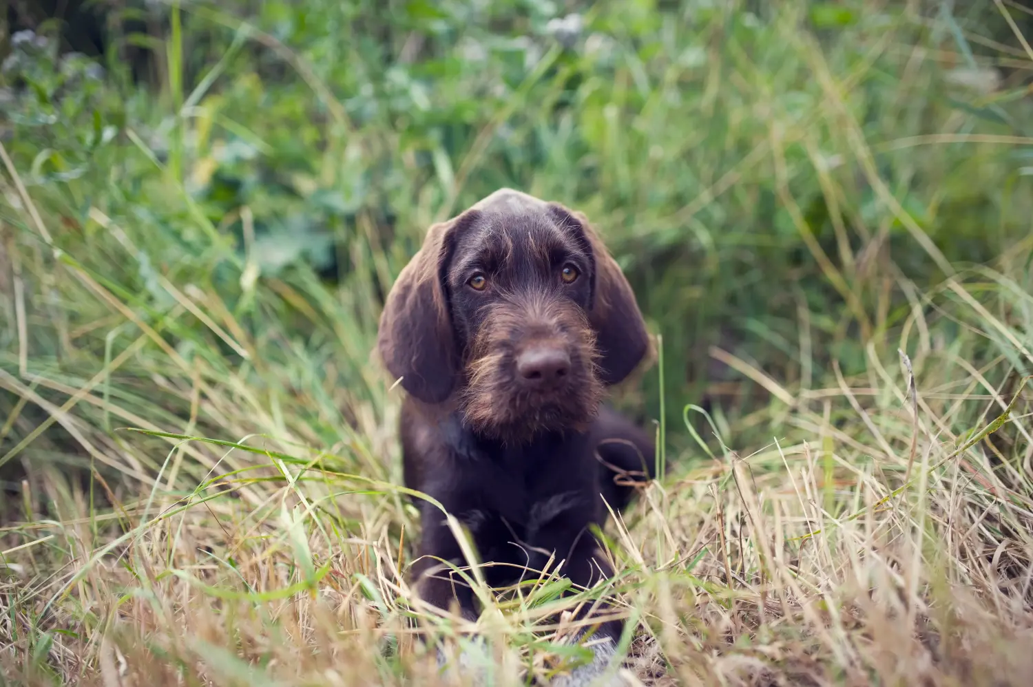 Een Český fousek puppy kopen betekent verantwoordelijkheid nemen! Český fousek puppy kopen.