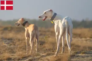 Lees meer over het artikel Chart Polski fokkers en pups in Denemarken