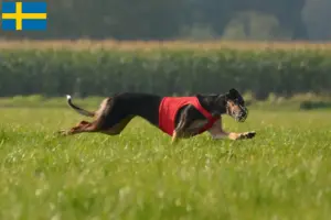 Lees meer over het artikel Chart Polski fokkers en pups in Zweden