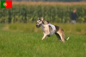 Lees meer over het artikel Chart Polski fokkers en pups in Portugal