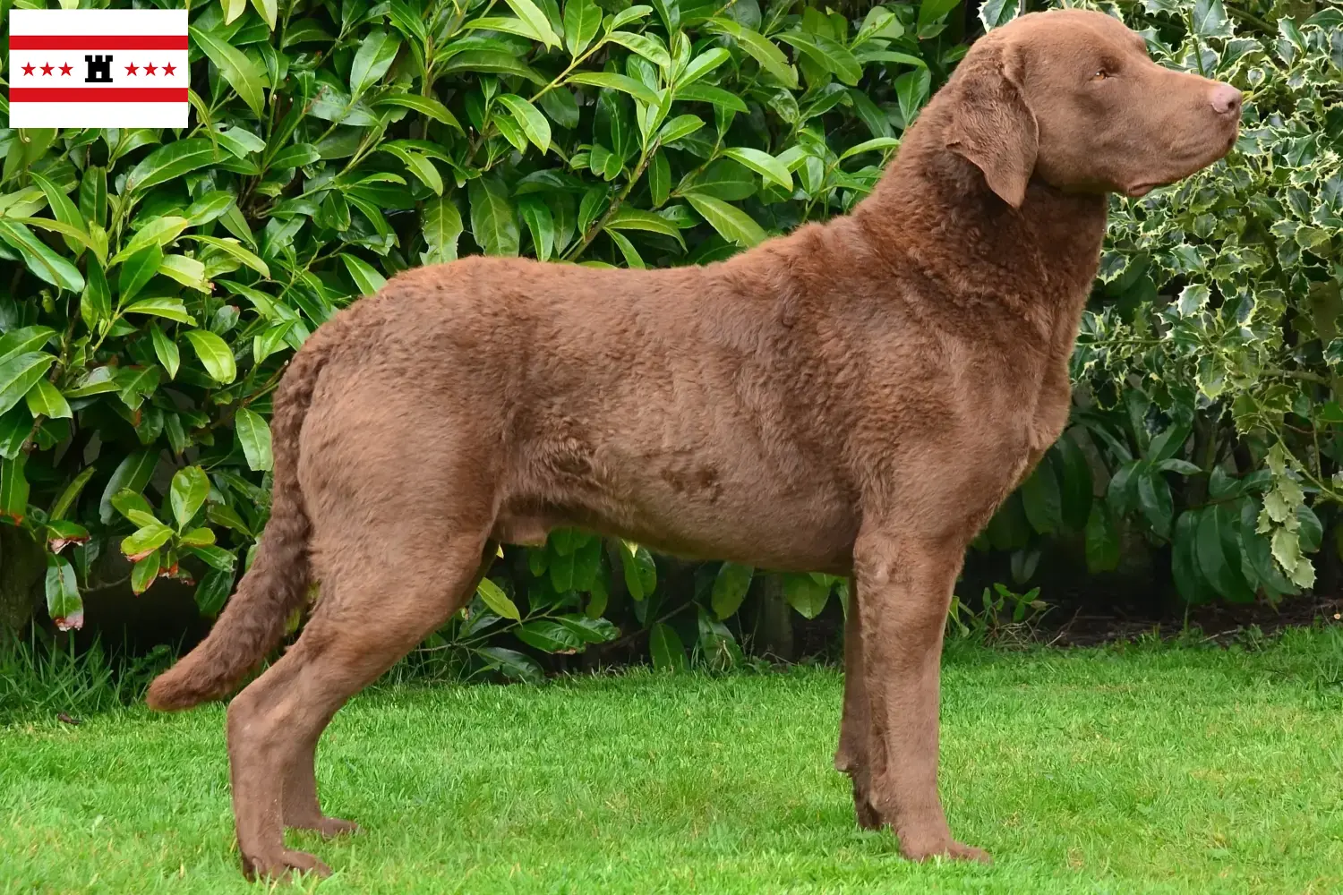 Chesapeake Bay Retriever puppy's en fokkers Drenthe Zoek Chesapeake Bay Retriever fokkers in Drenthe.
