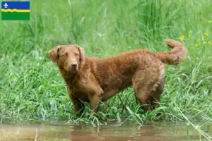 Lees meer over het artikel Chesapeake Bay Retriever fokkers en puppies in Flevoland