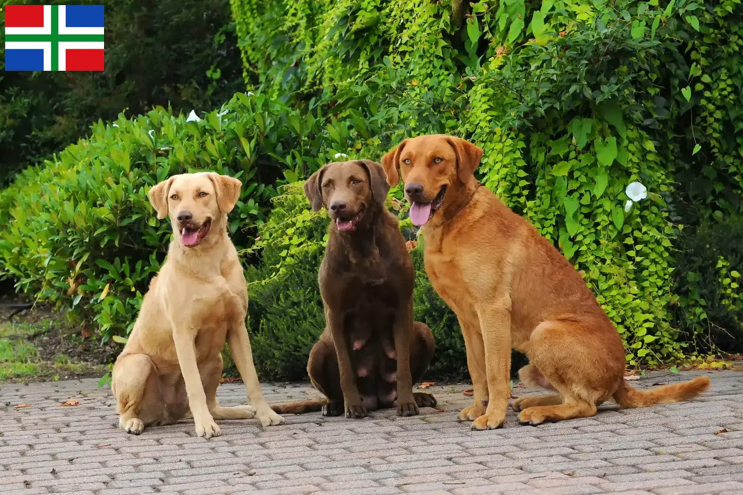 Chesapeake Bay Retriever puppies en fokkers Groningen Zoek Chesapeake Bay Retriever fokkers in Groningen.