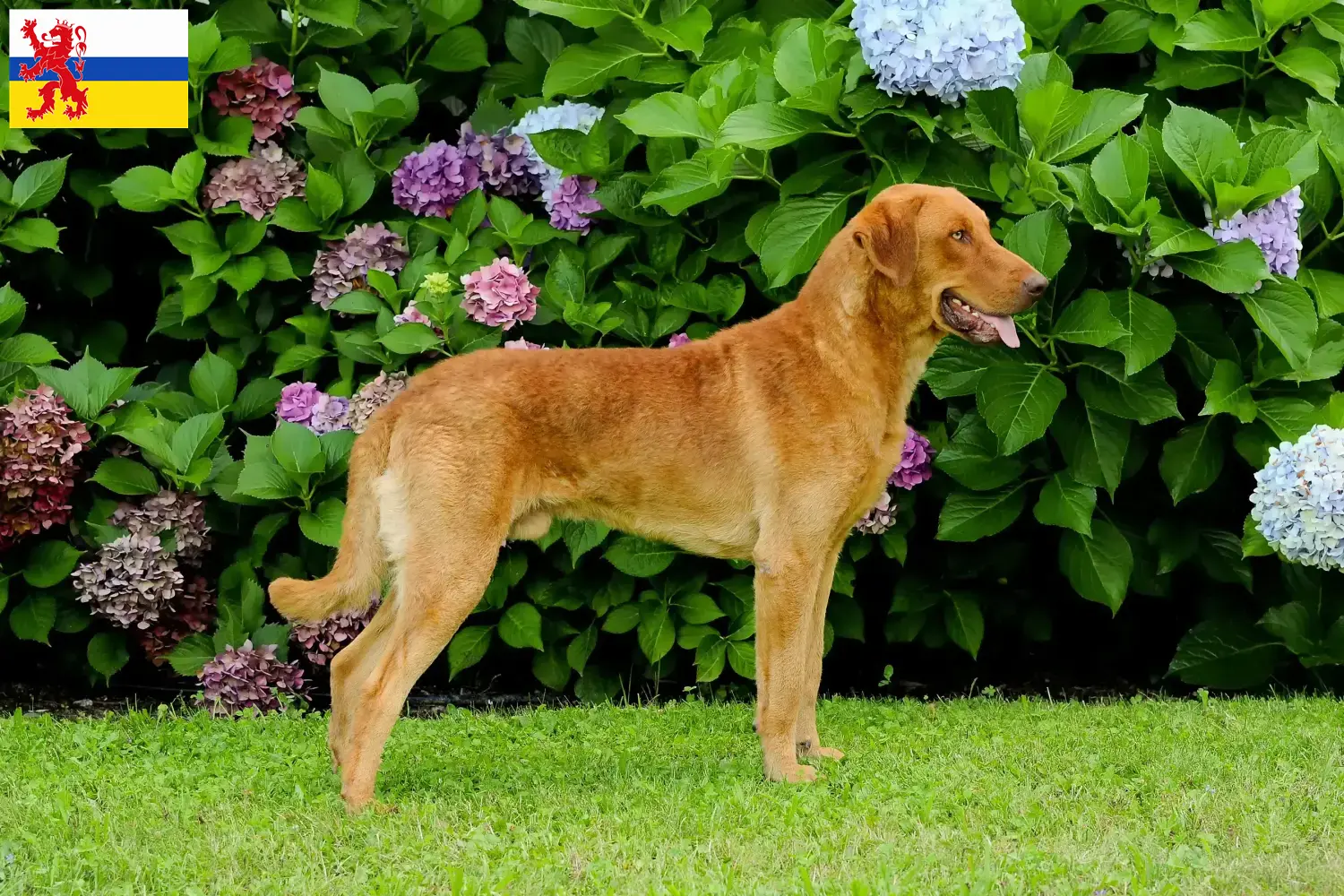 Chesapeake Bay Retriever puppies en fokkers Limburg Zoek Chesapeake Bay Retriever fokkers in Limburg.