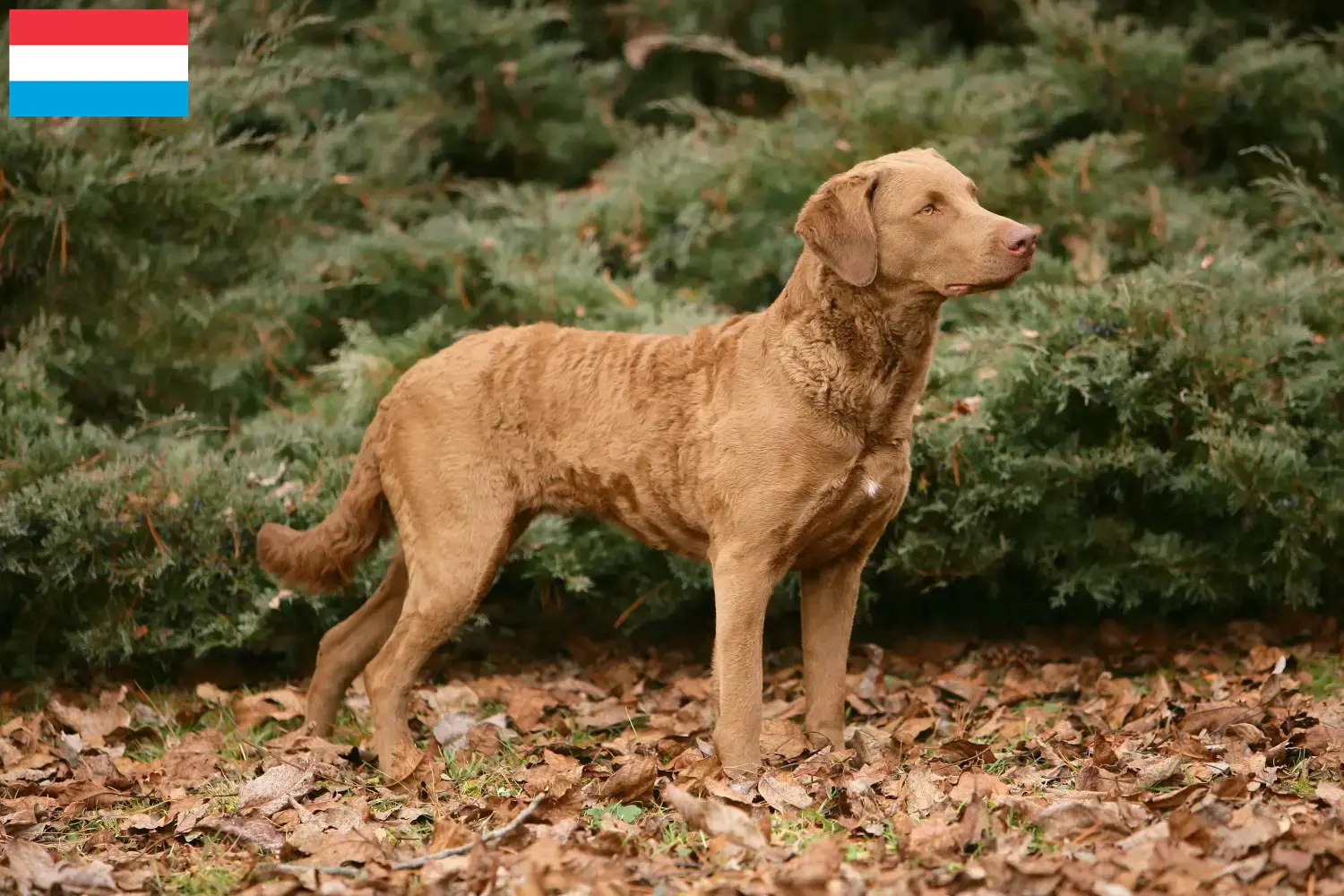 Chesapeake Bay Retriever puppies en fokkers Luxemburg Zoek Chesapeake Bay Retriever fokkers in Luxemburg.