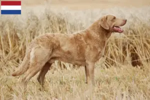 Lees meer over het artikel Chesapeake Bay Retriever fokkers en pups in Nederland