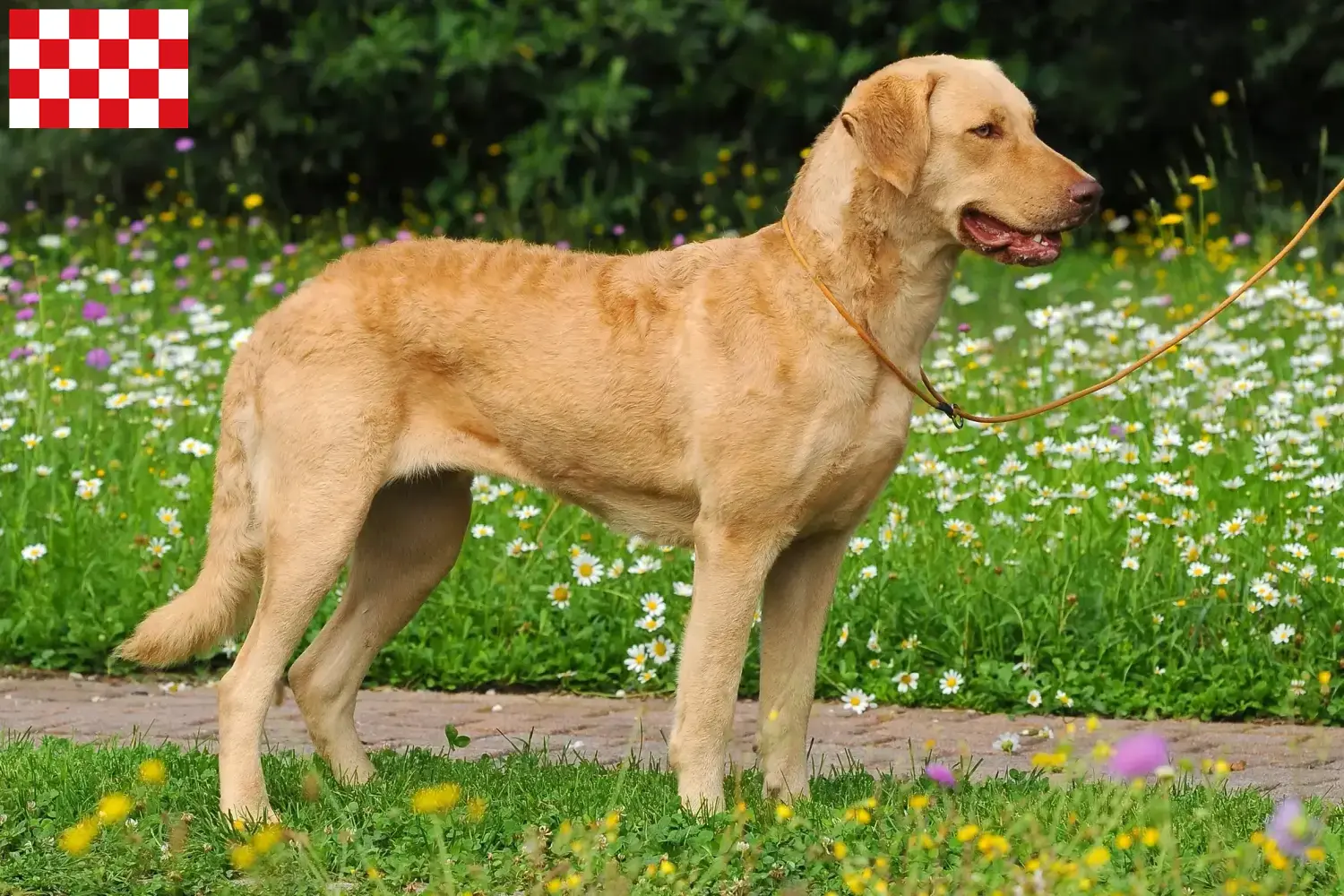 Chesapeake Bay Retriever pups en fokkers Noord-Brabant Zoek Chesapeake Bay Retriever fokkers in Noord-Brabant.