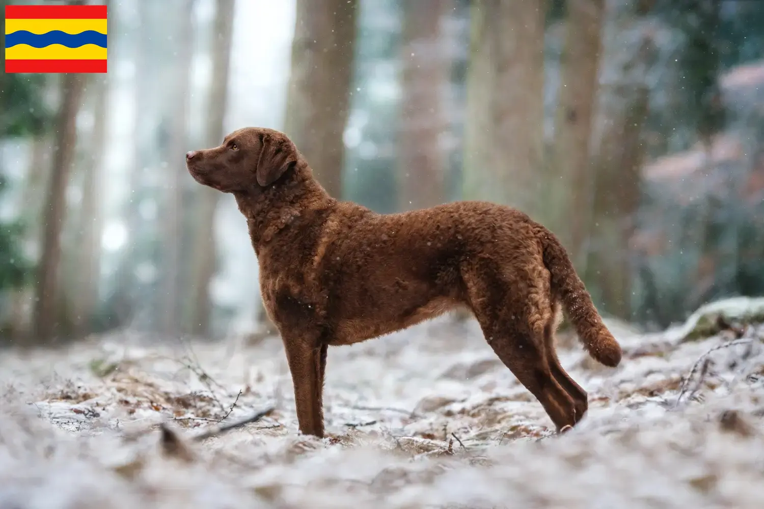 Chesapeake Bay Retriever puppies en fokkers Overijssel Zoek Chesapeake Bay Retriever fokkers in Overijssel.