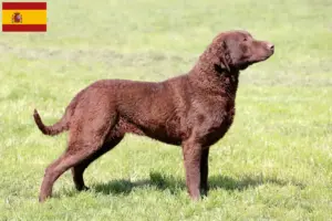 Lees meer over het artikel Chesapeake Bay Retriever fokkers en puppies in Spanje