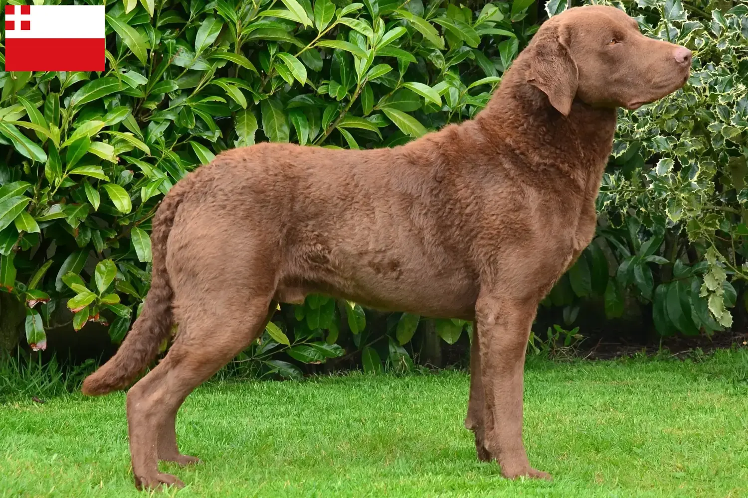 Chesapeake Bay Retriever puppy's en fokkers Utrecht Zoek Chesapeake Bay Retriever fokkers in Utrecht.