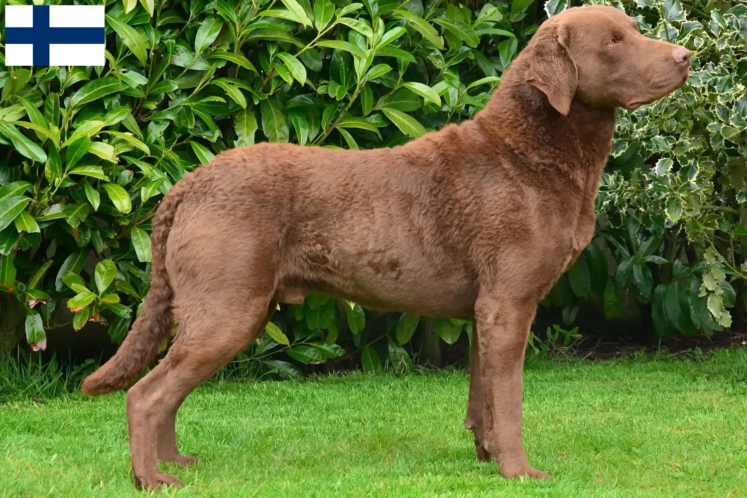 Chesapeake Bay Retriever puppy's en fokkers Finland Zoek Chesapeake Bay Retriever fokkers in Finland.