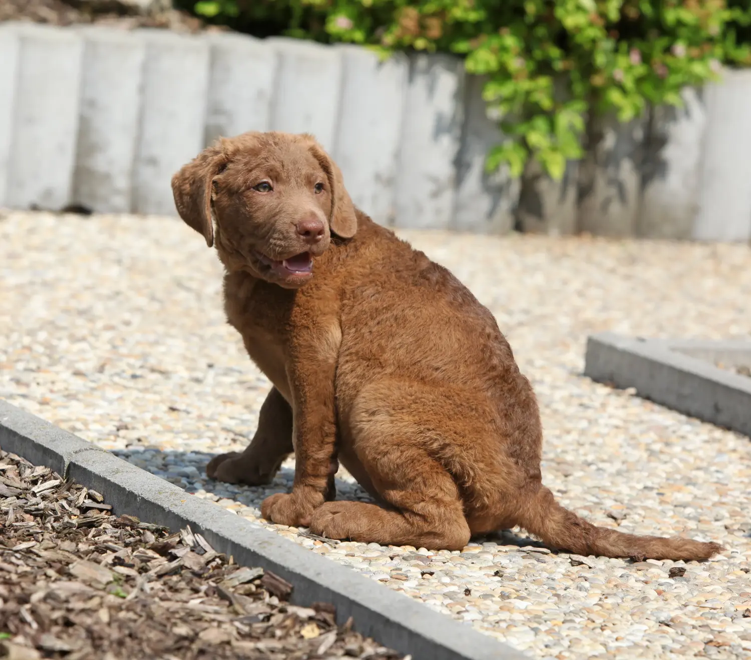 Een Chesapeake Bay Retriever puppy kopen betekent verantwoordelijkheid nemen! Chesapeake Bay Retriever puppy kopen.
