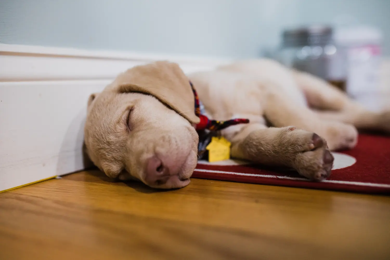 Een Chesapeake Bay Retriever puppy kopen betekent verantwoordelijkheid nemen! Chesapeake Bay Retriever puppy kopen.