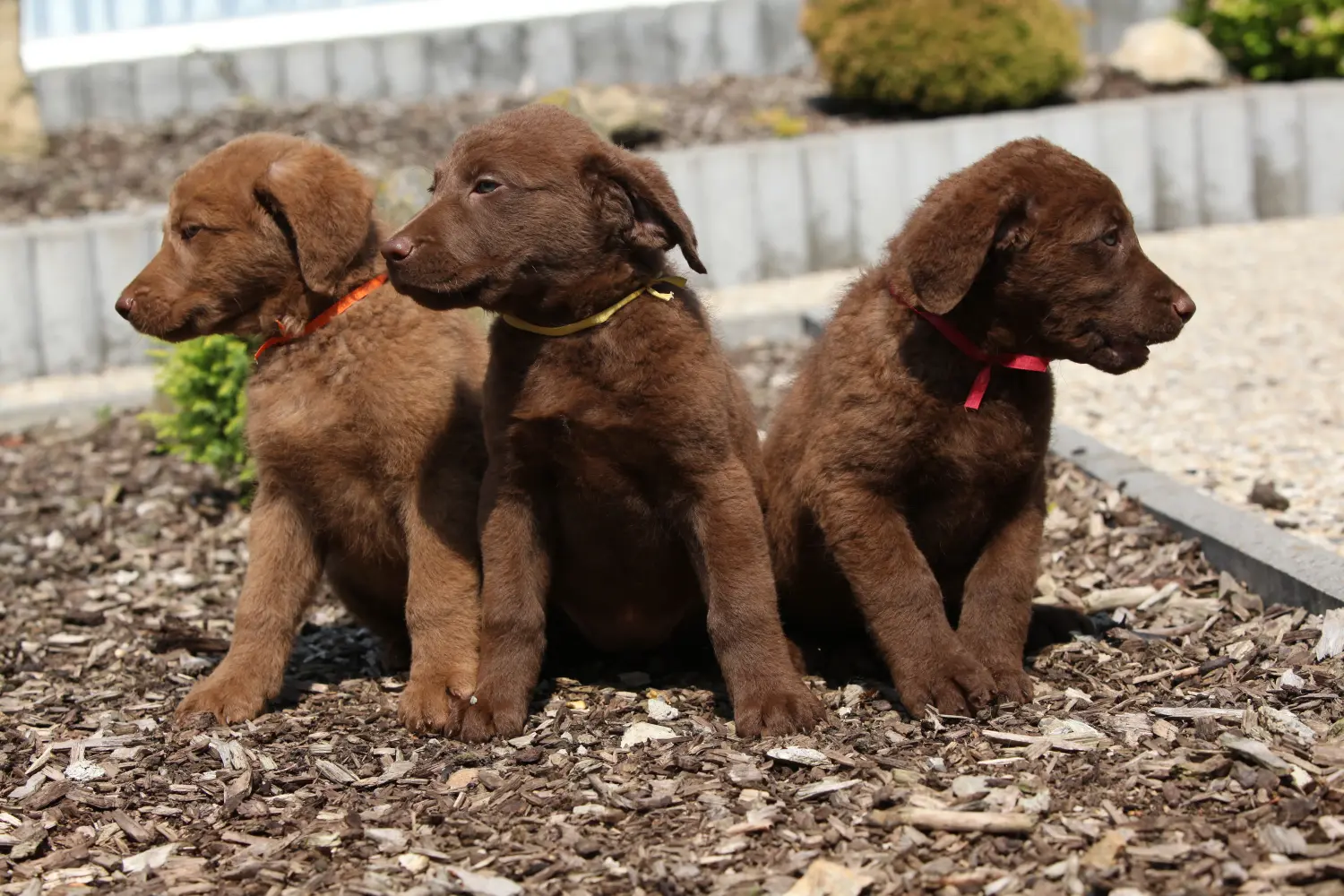 Een Chesapeake Bay Retriever puppy kopen betekent verantwoordelijkheid nemen! Chesapeake Bay Retriever puppy kopen.