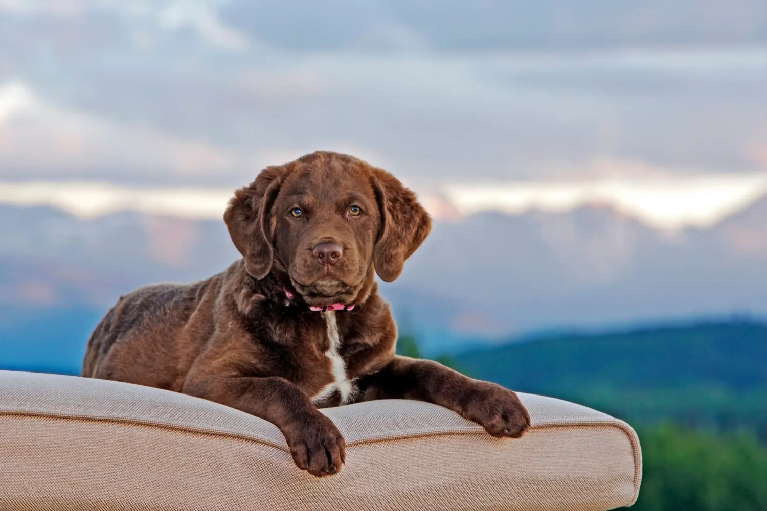 Een Chesapeake Bay Retriever puppy kopen betekent verantwoordelijkheid nemen! Chesapeake Bay Retriever puppy kopen.