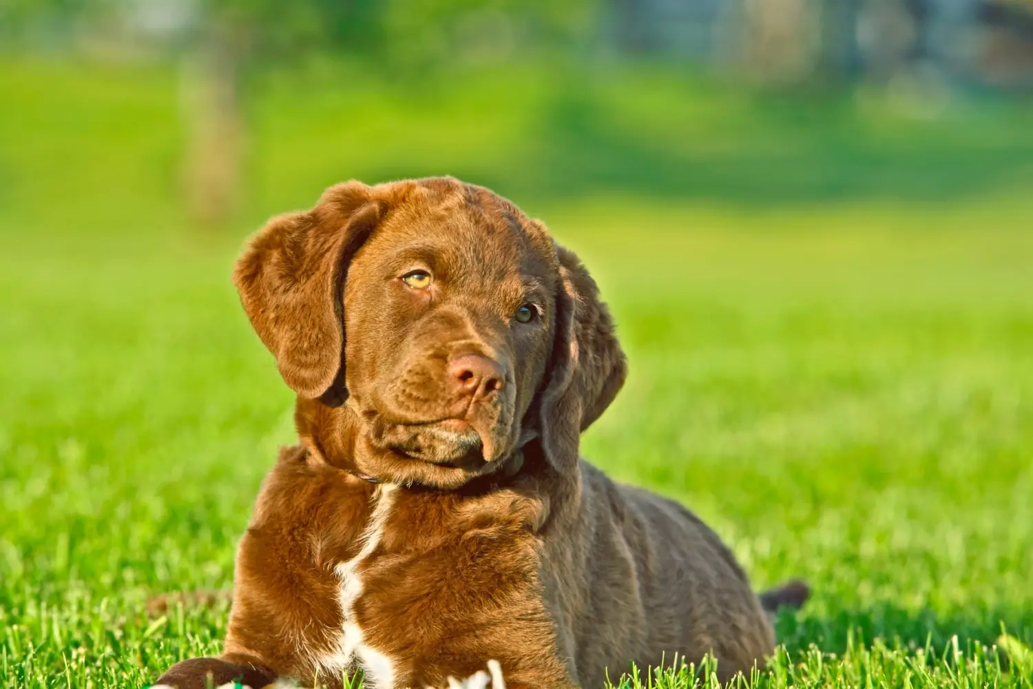 Een Chesapeake Bay Retriever puppy kopen betekent verantwoordelijkheid nemen! Chesapeake Bay Retriever puppy kopen.