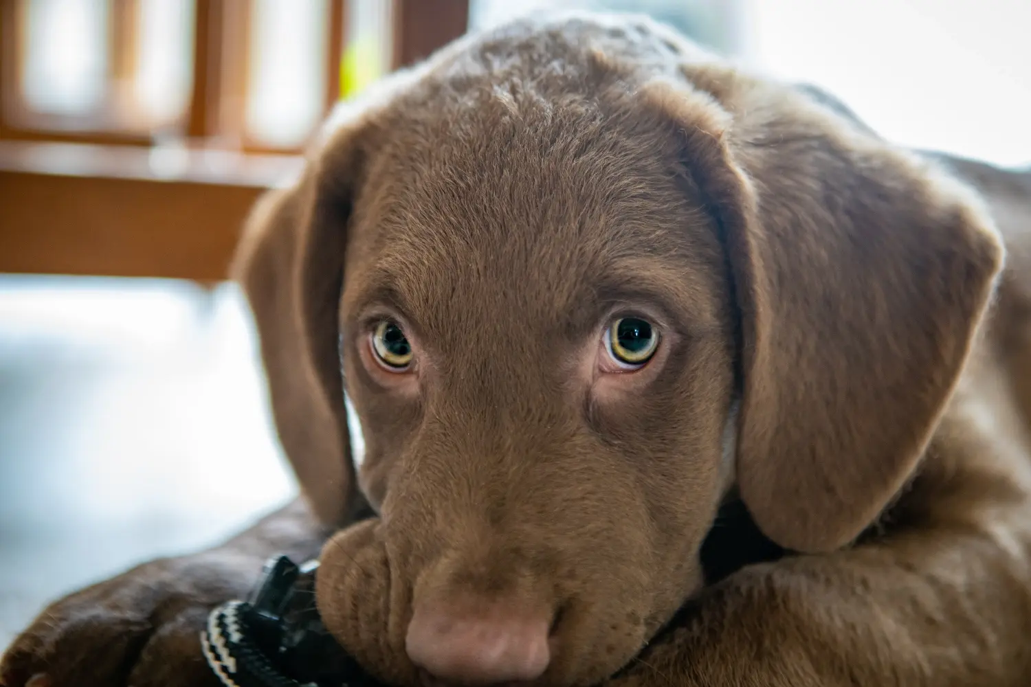 Een Chesapeake Bay Retriever puppy kopen betekent verantwoordelijkheid nemen! Chesapeake Bay Retriever puppy kopen.
