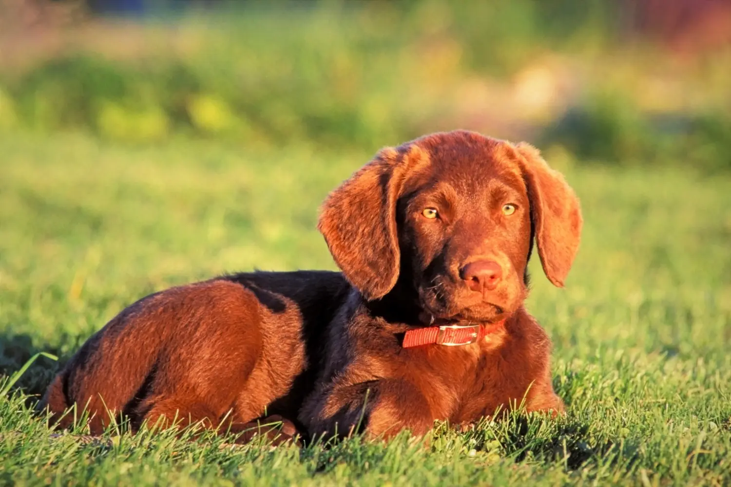 Een Chesapeake Bay Retriever puppy kopen betekent verantwoordelijkheid nemen! Chesapeake Bay Retriever puppy kopen.