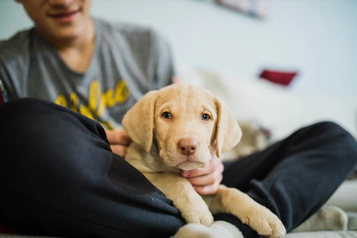 Een Chesapeake Bay Retriever puppy kopen betekent verantwoordelijkheid nemen! Chesapeake Bay Retriever puppy kopen.