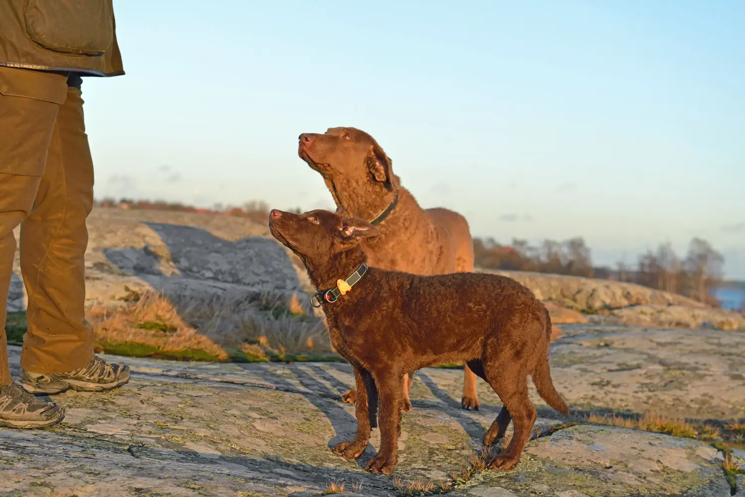 Een Chesapeake Bay Retriever puppy kopen betekent verantwoordelijkheid nemen! Chesapeake Bay Retriever puppy kopen.