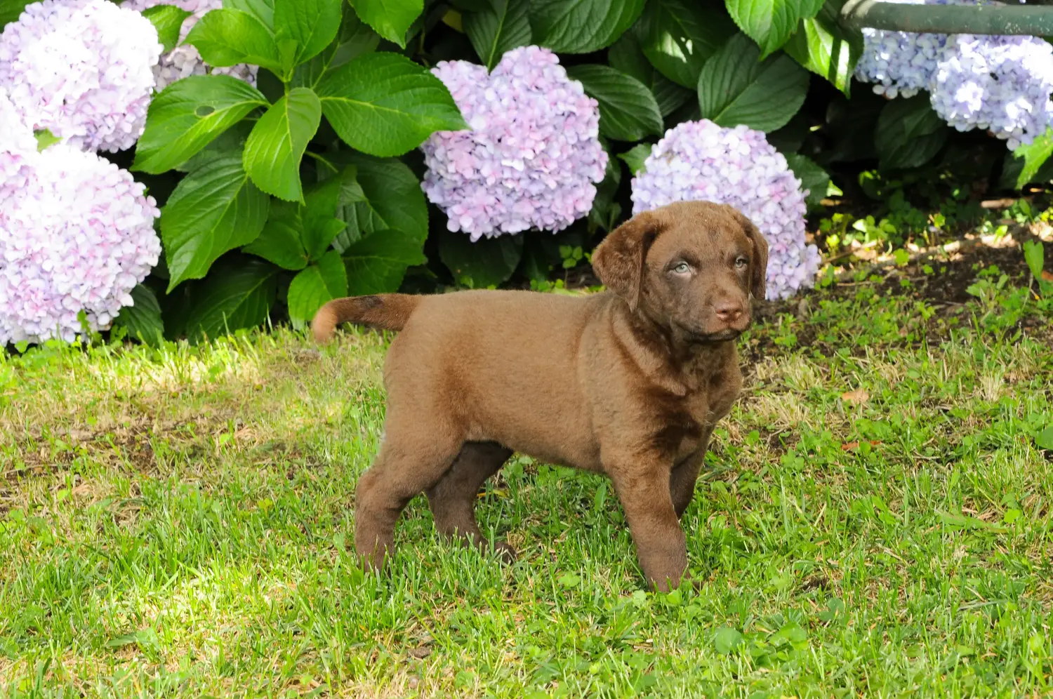 Een Chesapeake Bay Retriever puppy kopen betekent verantwoordelijkheid nemen! Chesapeake Bay Retriever puppy kopen.