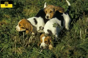 Lees meer over het artikel Chien d’Artois fokkers en pups in Baden-Württemberg