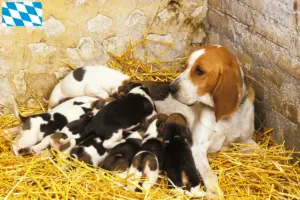Lees meer over het artikel Chien d’Artois fokkers en puppies in Beieren
