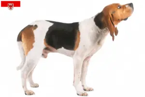 Lees meer over het artikel Chien d’Artois fokkers en pups in Brandenburg