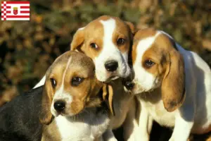 Lees meer over het artikel Chien d’Artois fokkers en pups in Bremen