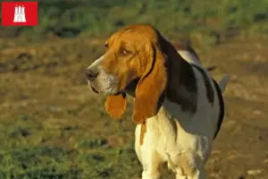 Lees meer over het artikel Chien d’Artois fokkers en pups in Hamburg