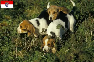 Lees meer over het artikel Chien d’Artois fokkers en pups in Hessen
