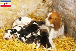 Lees meer over het artikel Chien d’Artois fokkers en pups in Mecklenburg-Vorpommern