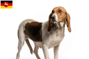 Lees meer over het artikel Chien d’Artois fokkers en pups in Nedersaksen