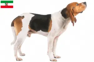Lees meer over het artikel Chien d’Artois fokkers en pups in Noordrijn-Westfalen