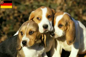 Lees meer over het artikel Chien d’Artois fokkers en pups in Rijnland-Palts