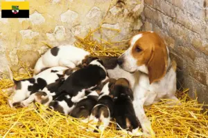Lees meer over het artikel Chien d’Artois fokkers en pups in Saksen-Anhalt
